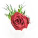 Czerwona róża i telegram dla Mamy